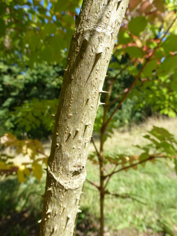 Image of devil's walkingstick