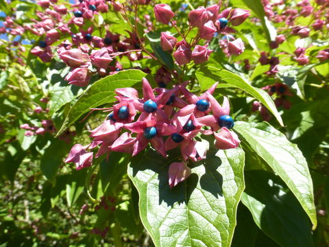 Imagem de Clerodendrum trichotomum Thunb.