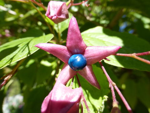 Image of Harlequin Glorybower