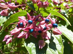 Imagem de Clerodendrum trichotomum Thunb.