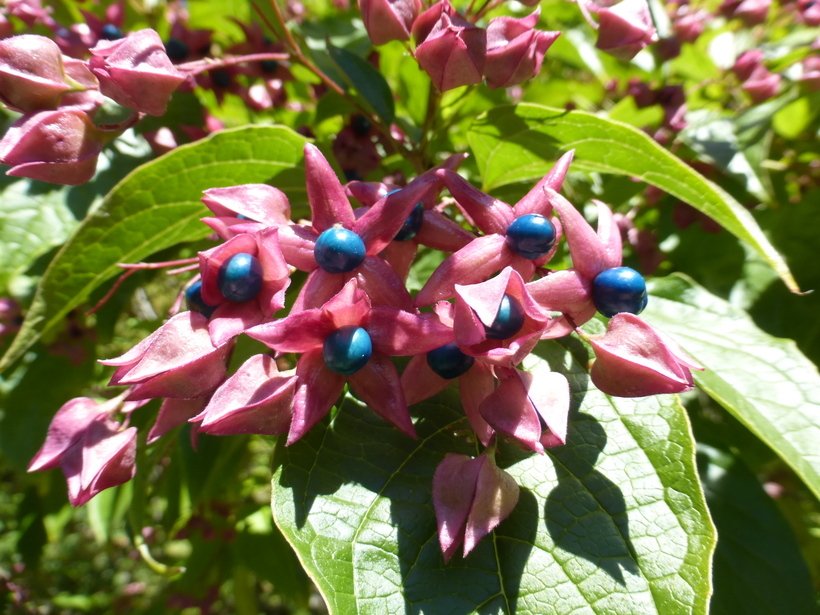 Image of Harlequin Glorybower