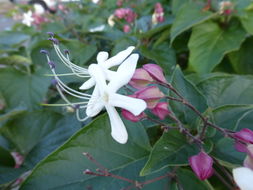 Image of Harlequin Glorybower