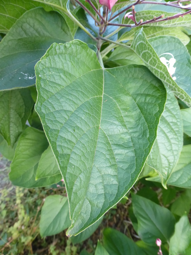 Image of Harlequin Glorybower