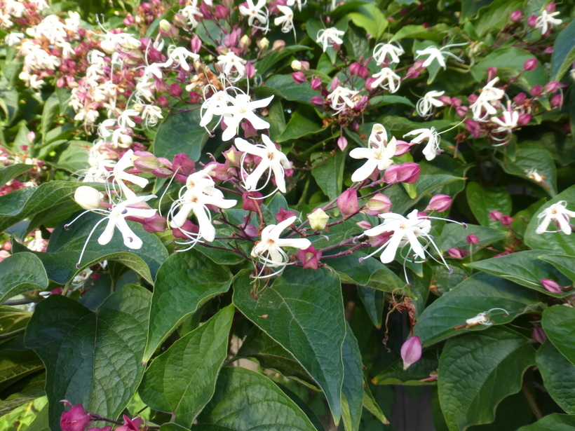 Image of Harlequin Glorybower