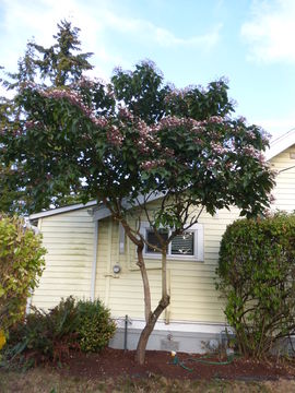 صورة Clerodendrum trichotomum Thunb.