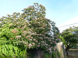 Image of Harlequin Glorybower