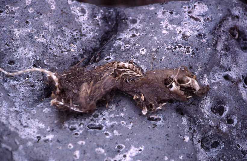 Image of Galapagos Oryzomys