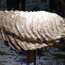Image of Palaeoloxodon Matsumoto 1924