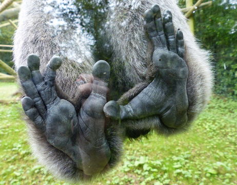 Image of silvery gibbon