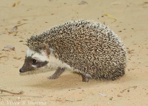 Image of Indian Hedgehog