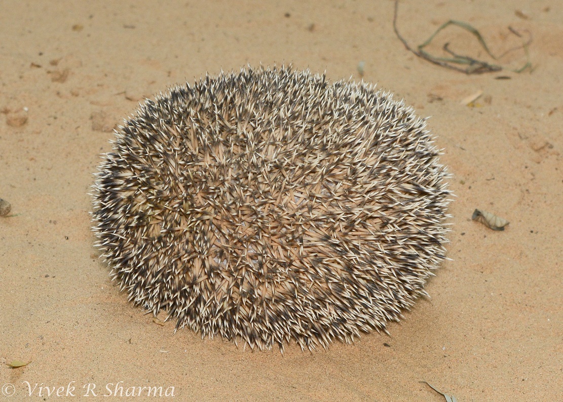 Image of Indian Hedgehog