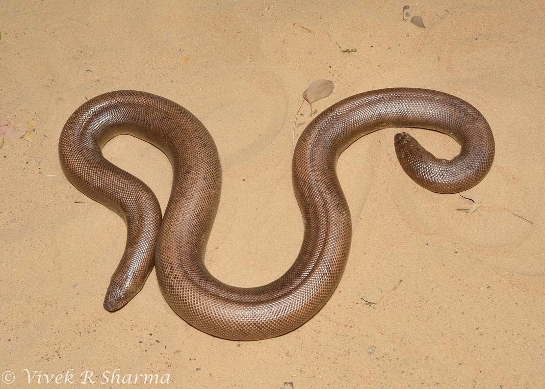 Image of Brown Sand Boa