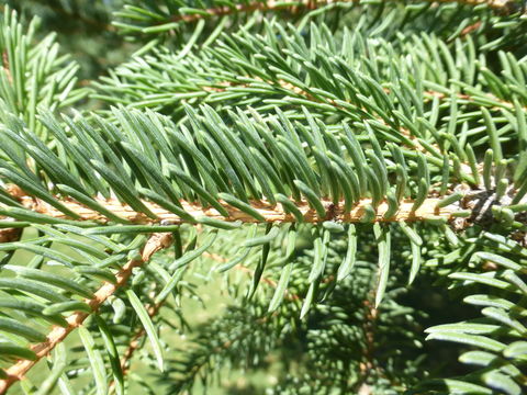 Image of Engelmann Spruce