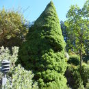 Image of Canadian Spruce