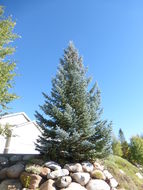 Image of blue spruce