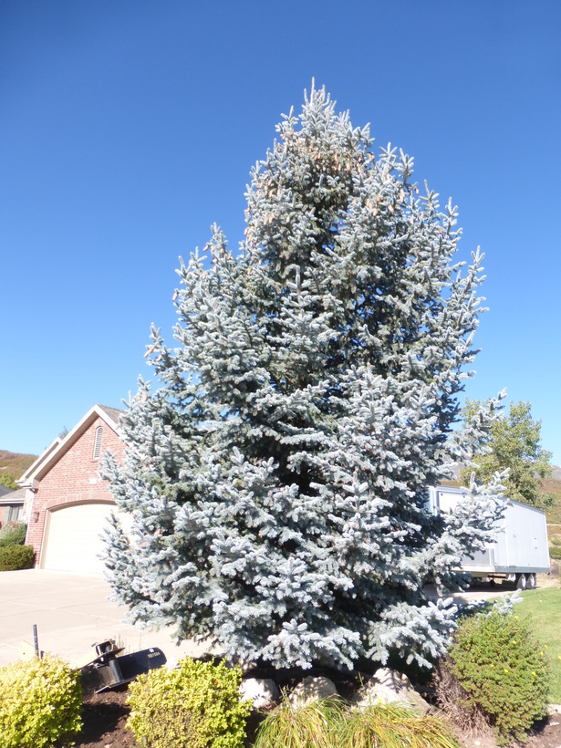 Image of blue spruce