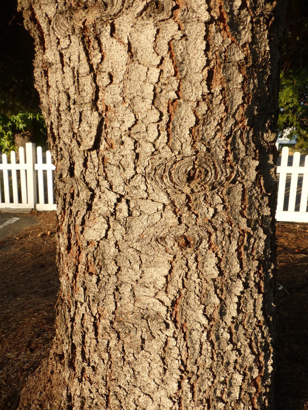 Image of blue spruce