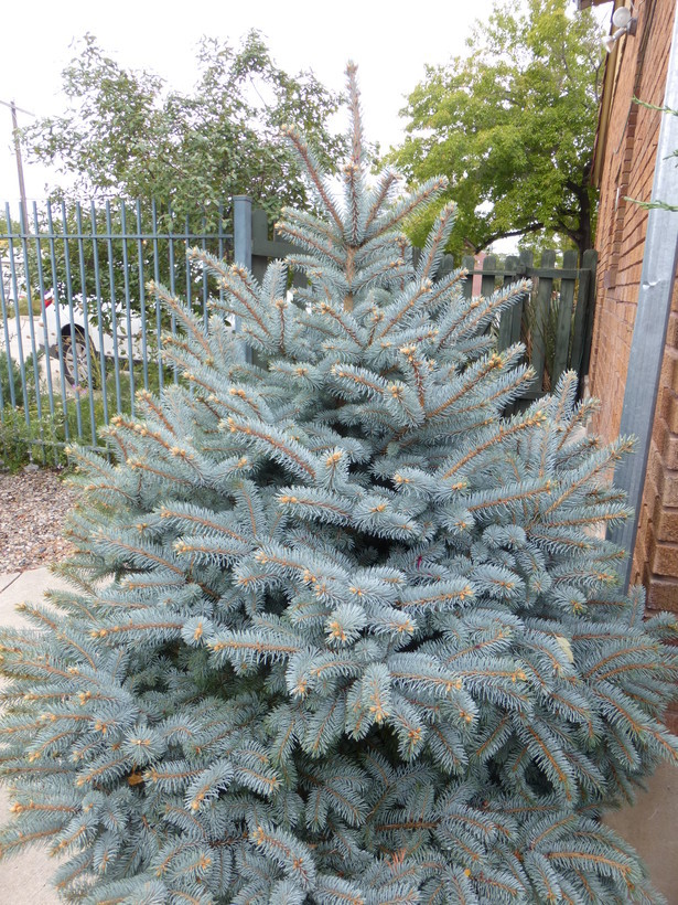 Image of blue spruce