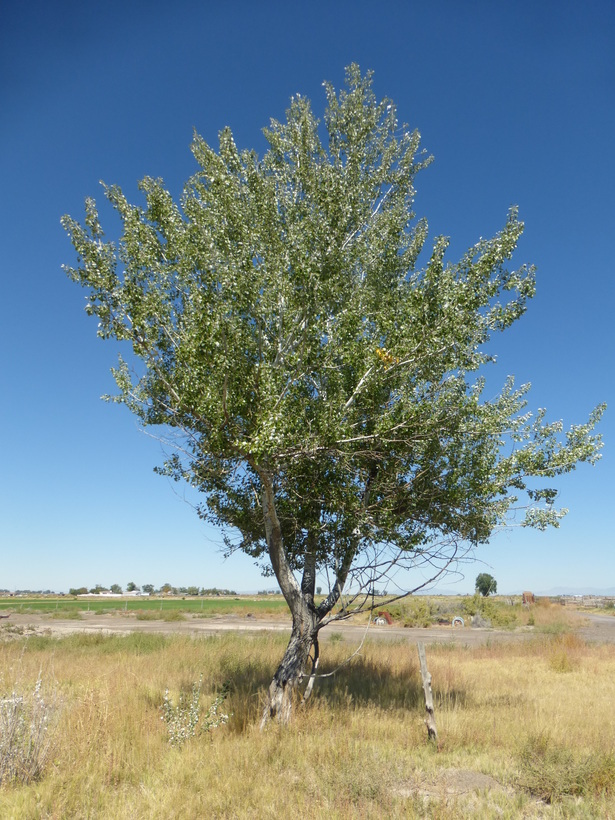 Image of White Poplar