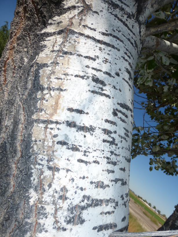 Image of White Poplar