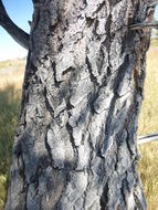 Image of White Poplar