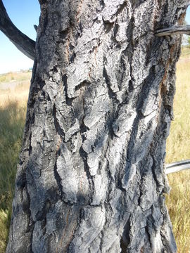 Image of White Poplar