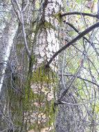 Image of narrowleaf cottonwood