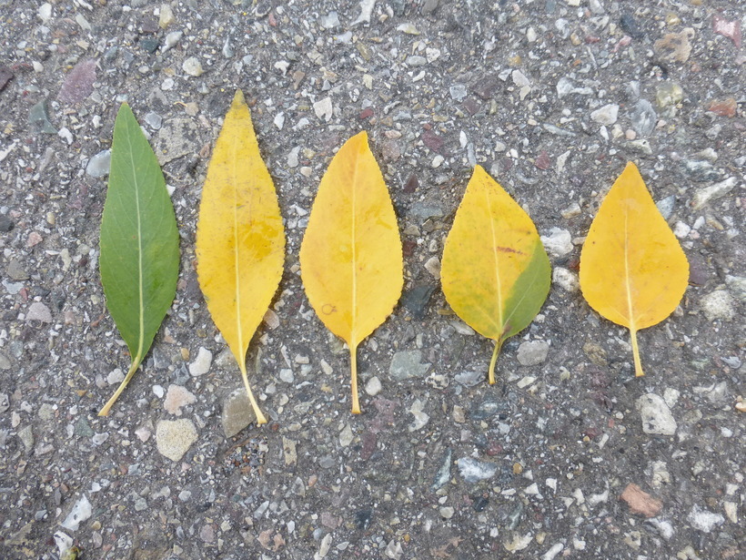 Image of narrowleaf cottonwood