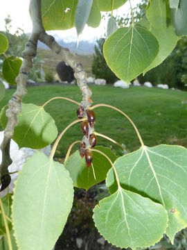 Image of quaking aspen