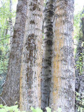 Image of quaking aspen