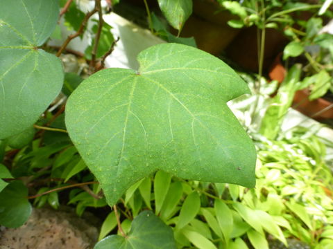 Image of Sea Island Cotton