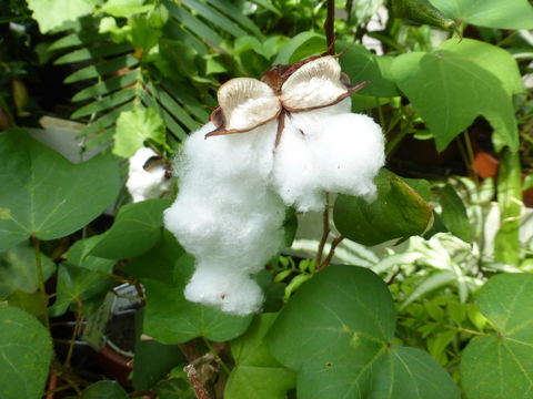 Image of Sea Island Cotton