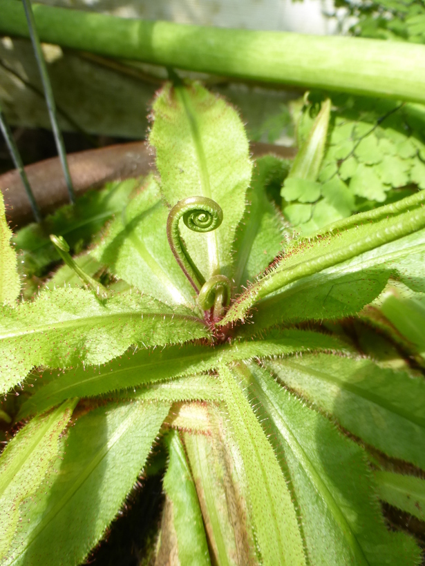 Image of Drosera adelae F. Muell.