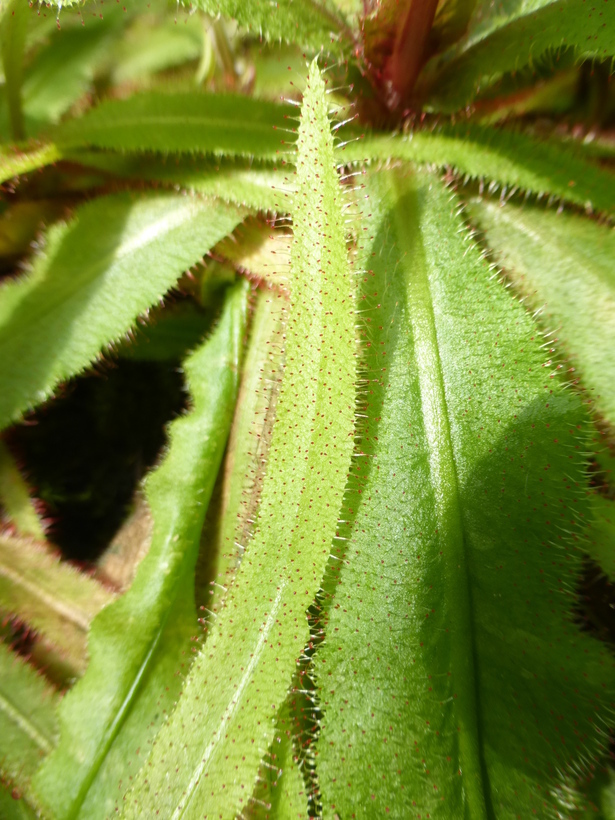 Image of Drosera adelae F. Muell.