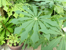 Image of cassava