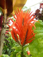 Image of Aphelandra squarrosa Nees