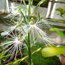 Habenaria medusa Kraenzl. resmi