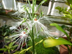 Habenaria medusa Kraenzl. resmi