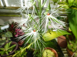 Habenaria medusa Kraenzl. resmi