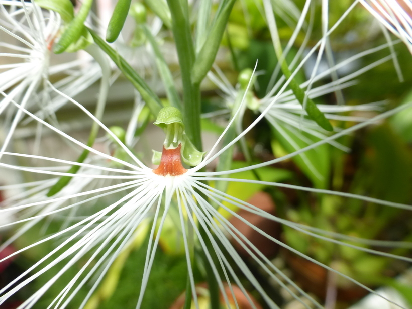 Habenaria medusa Kraenzl. resmi