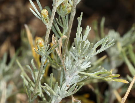 Image of little sagebrush