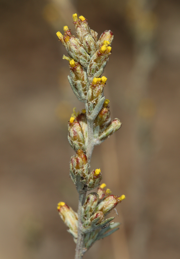 Image of little sagebrush