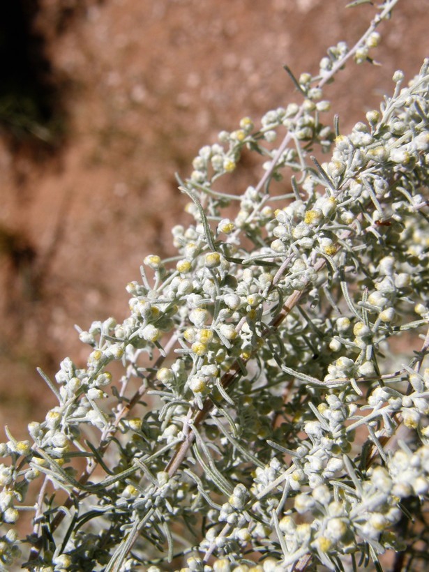 Artemisia filifolia Torr. resmi