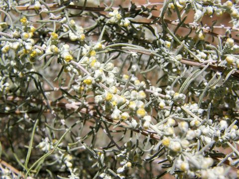 Image of sand sagebrush