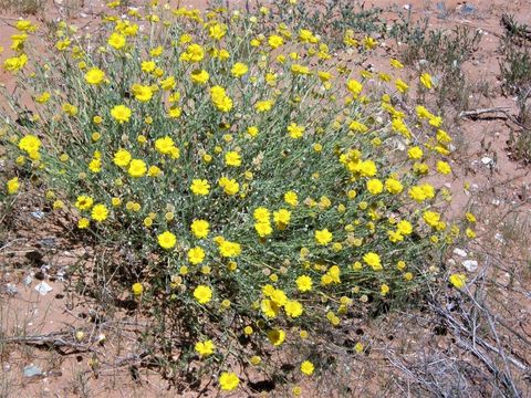 Image of desert marigold