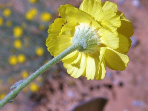 Image of desert marigold