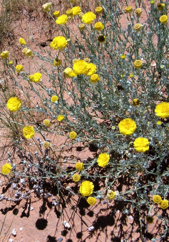 Image of desert marigold