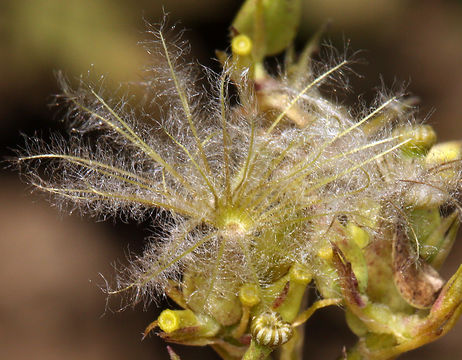 Image of California valerian