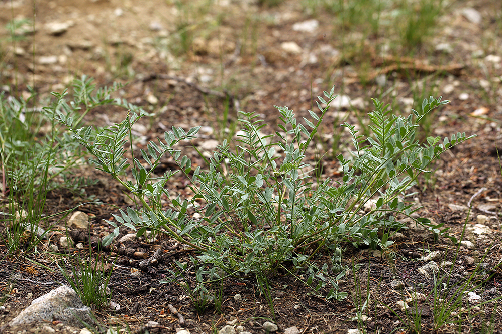 Imagem de Astragalus bolanderi A. Gray