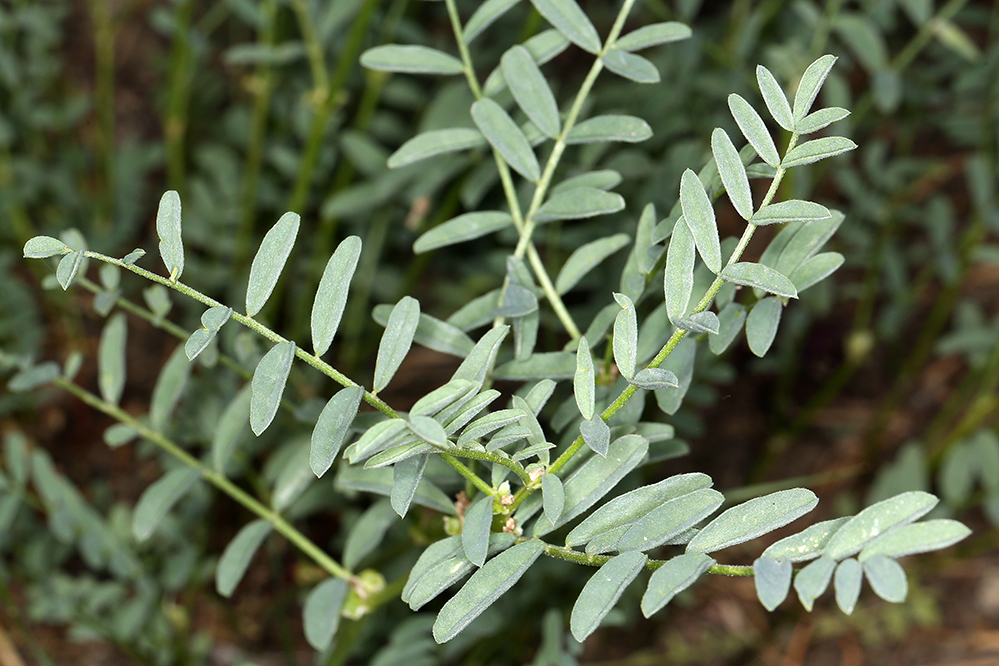 Imagem de Astragalus bolanderi A. Gray